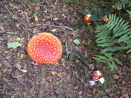 Fly Agaric